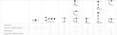 Life stage-specific glycosylation of extracellular vesicles from Schistosoma mansoni schistosomula and adult worms drives differential interaction with C-type lectin receptors DC-SIGN and MGL